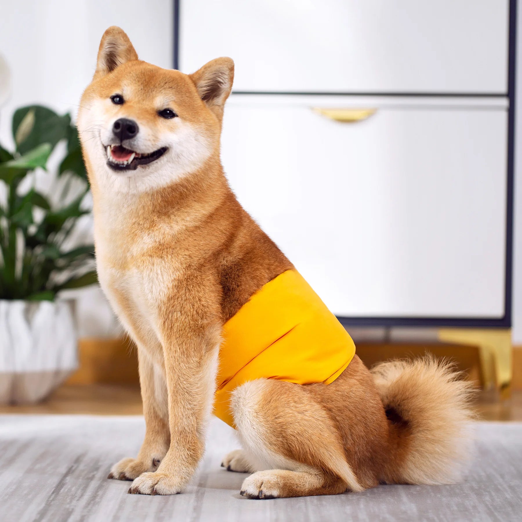 WagWear | Washable Dog Diapers